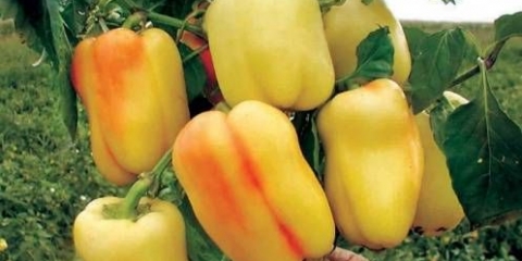 Kako hraniti paprike tokom plodonošenja